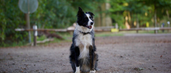 Pet Friendly Accommodation