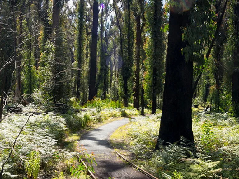 Bungoona Walking Track